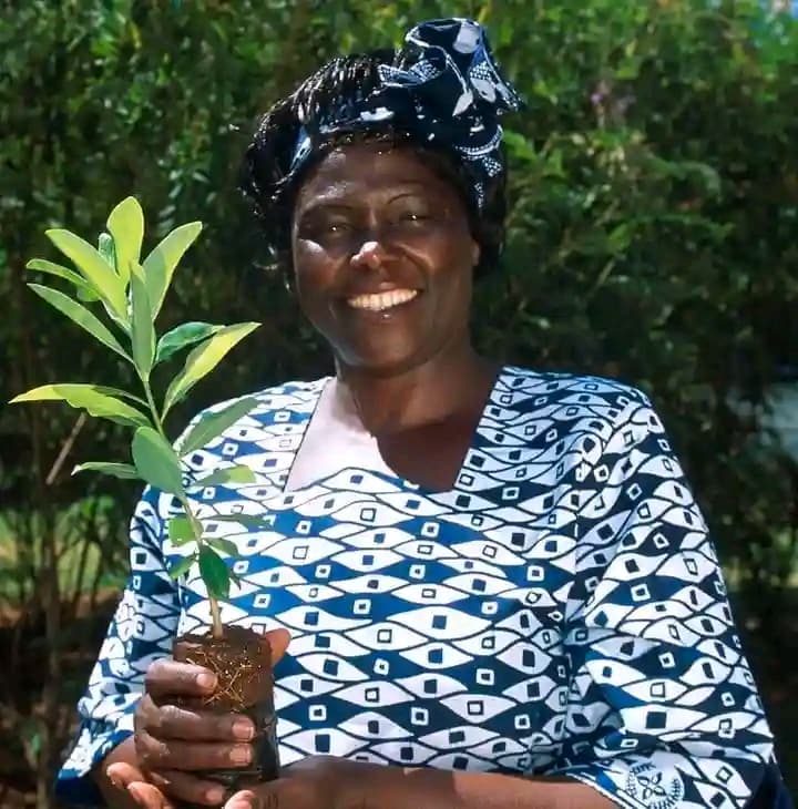 great image w-full h-5/6 object-cover object-center